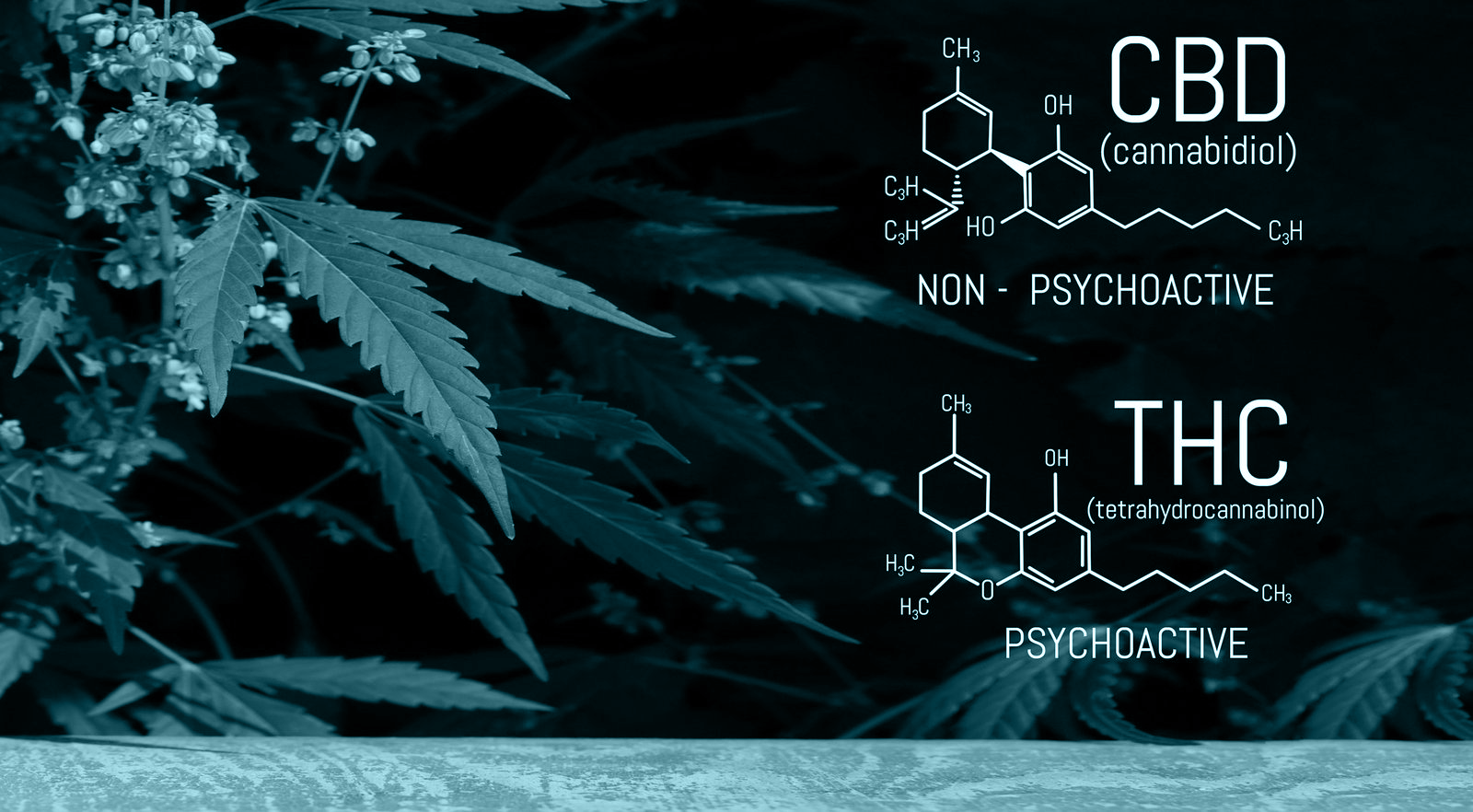 CBD vs. THC